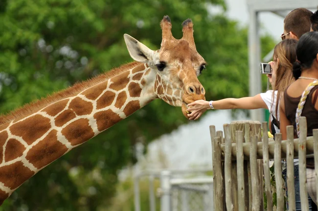 photo d'un girafe dans un parc animalier